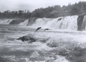 Salmon_leaping_at_Willamette_Falls